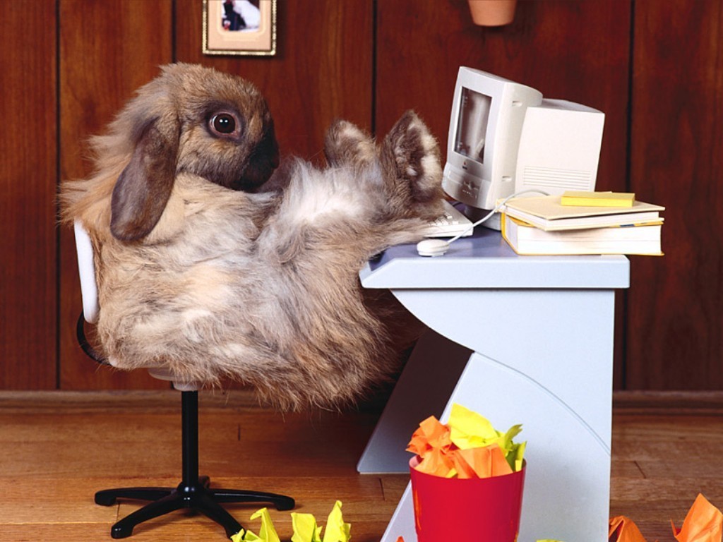 CEO-Rabbit-Relaxes-animal-humor-1993695-1024-768.jpg