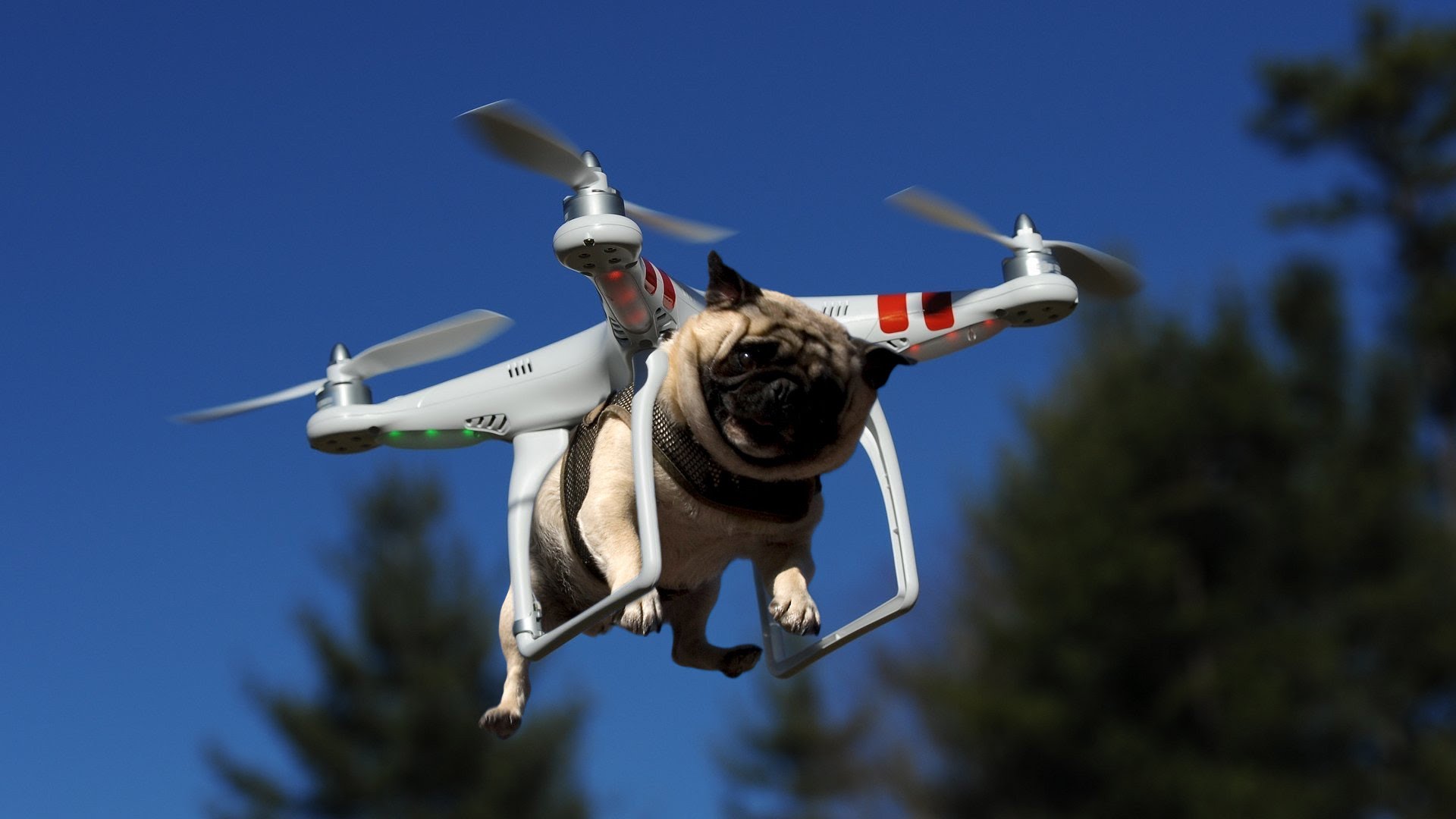 drones-pug.jpg