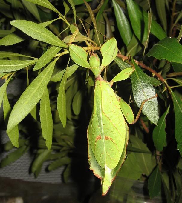 exhibit13-leafinsect.jpg