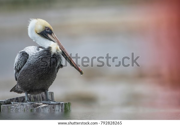 brown-pelican-louisiana-state-bird-600w-792828265.jpg