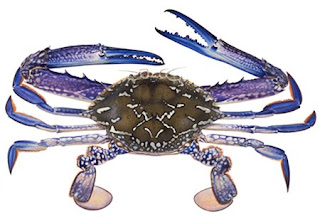 Crab,+BlueSwimmer_Portunuspelagicus%28rajungan%29.jpg