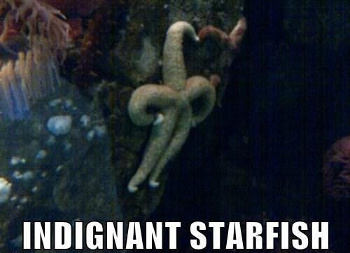 Indignant%252520starfish%25255B3%25255D.jpg