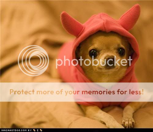 funny-dog-pictures-dogtober-lil-devil.jpg