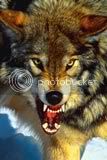 meanwolf.jpg