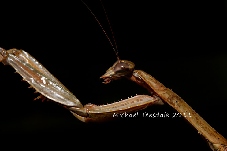 Mantis+Stretching+resized+logo.jpg