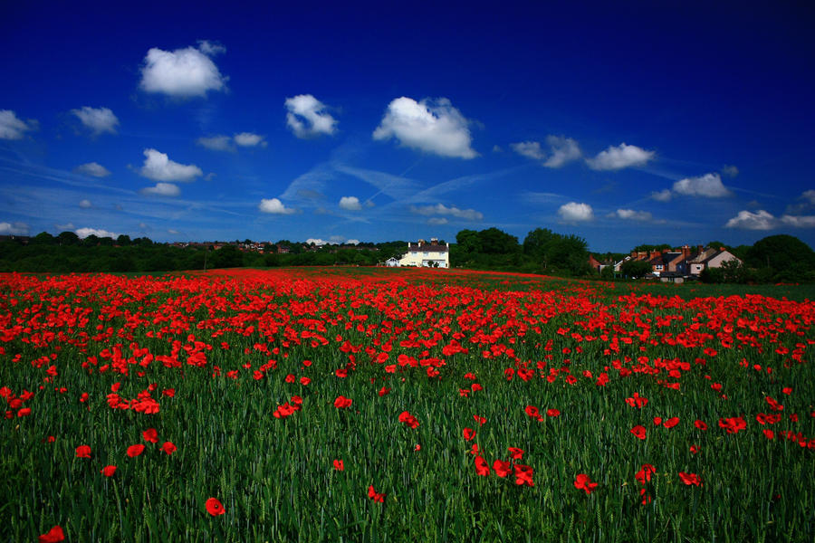 Carpet_of_Red_by_SMCGRANE.jpg