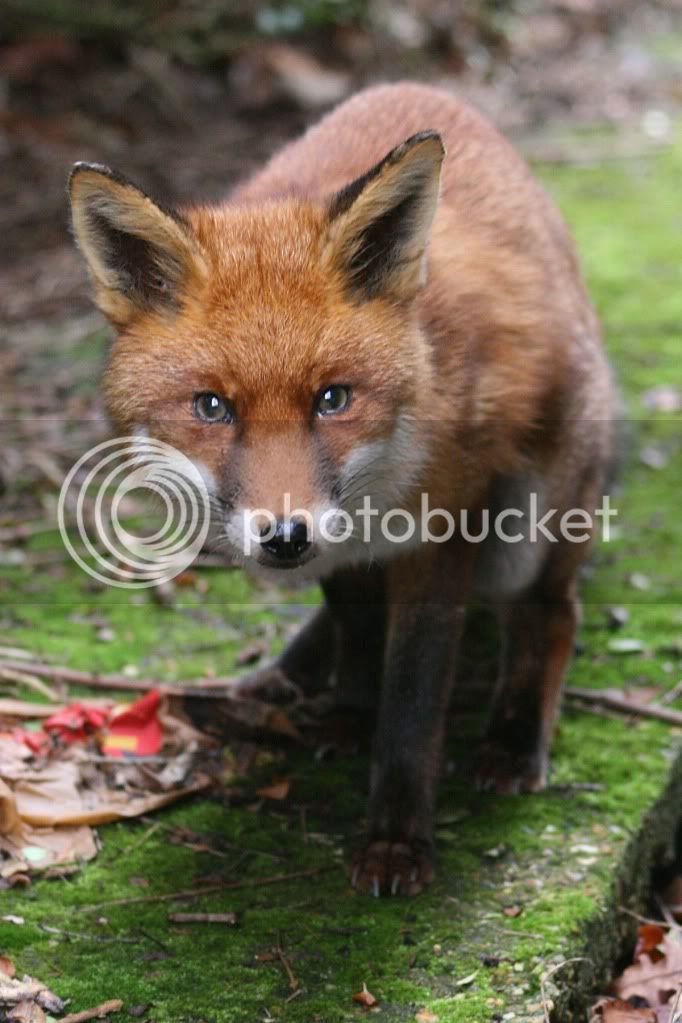 fox1.jpg