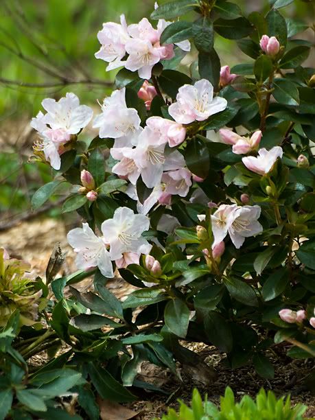 RhododendronIsolaBella_web.jpg