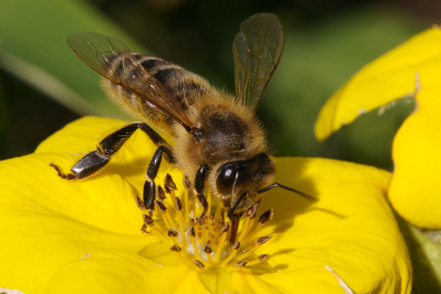 bees.jpg
