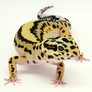 bold-stripe-leopard-gecko.jpg