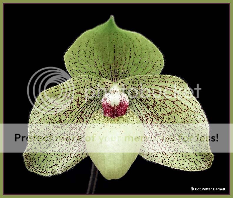 Paph_MaBelle-09.jpg