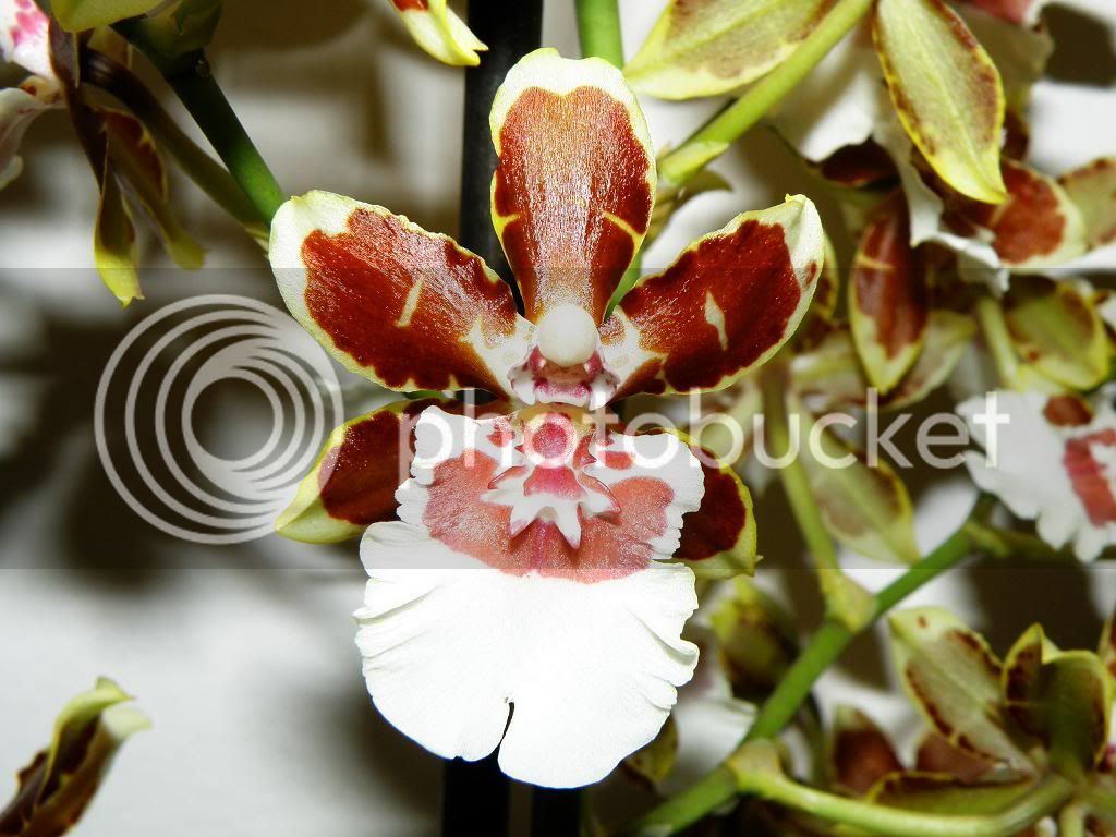 orchideen5.jpg