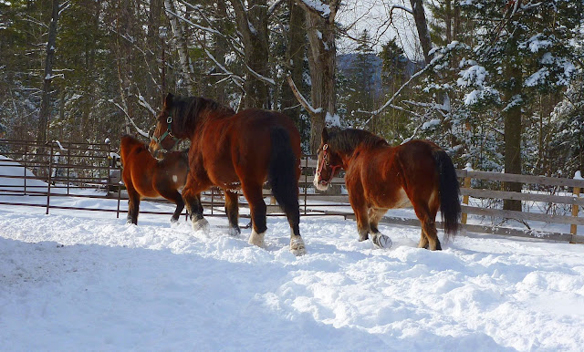 Horses_at_WMRS_2.JPG