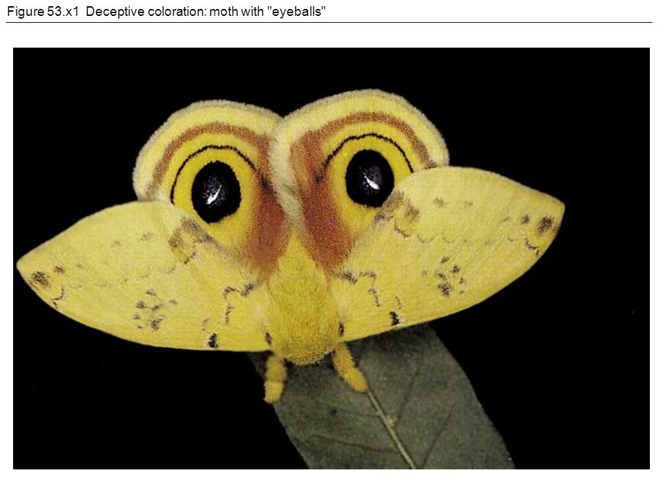 Figure+53.x1+Deceptive+coloration:+moth+with+eyeballs.jpg