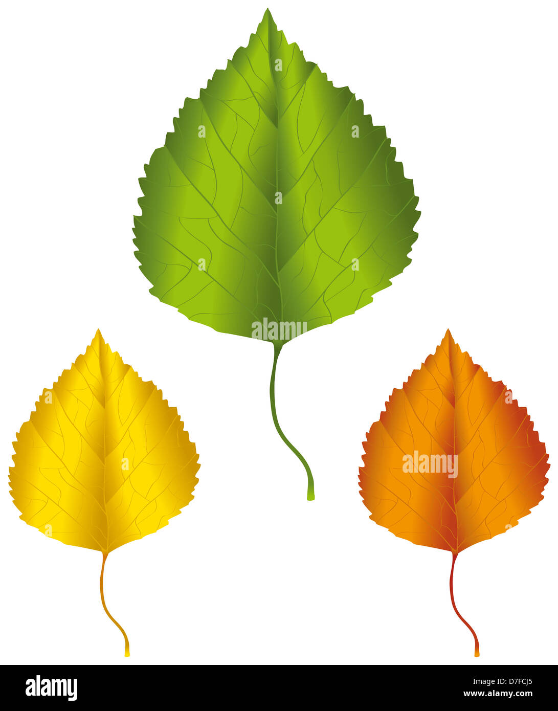 a-birch-leaf-in-green-yellow-and-orange-colors-D7FCJ5.jpg