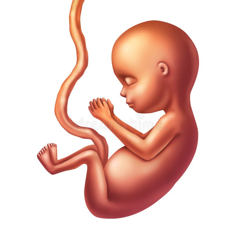 human-fetus-concept-illustration-as-prenatal-growing-baby-umbilical-cord-white-background-as-obstetric-medicine-68323107.jpg