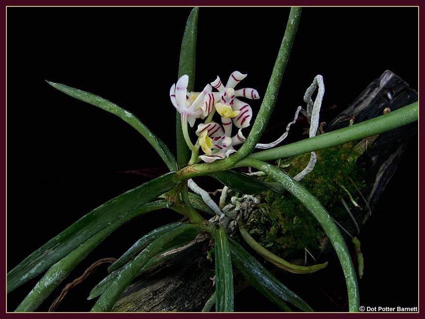 Trichoglottis_pusilla-plant.jpg