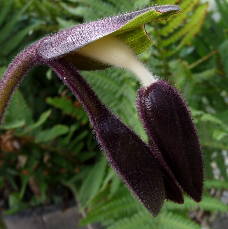 gigantifolium%20bouton.JPG