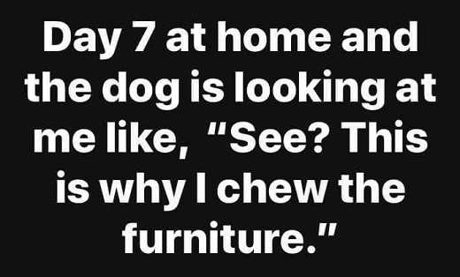 day-7-at-home-dog-is-like-see-this-is-why-i-chew-the-furniture.jpg