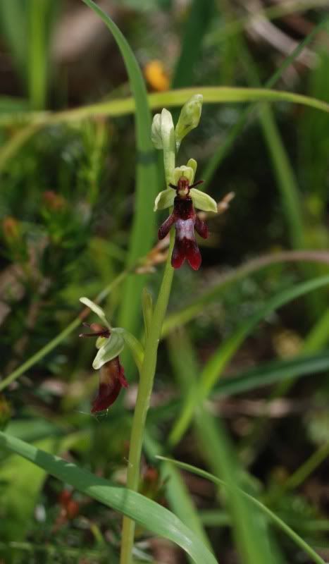 Ophrysinsectifera3bNiederhauserTal2.jpg