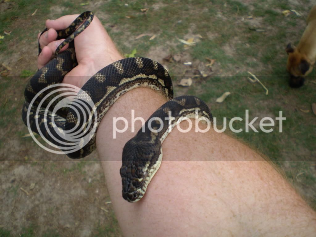 snakes002.jpg
