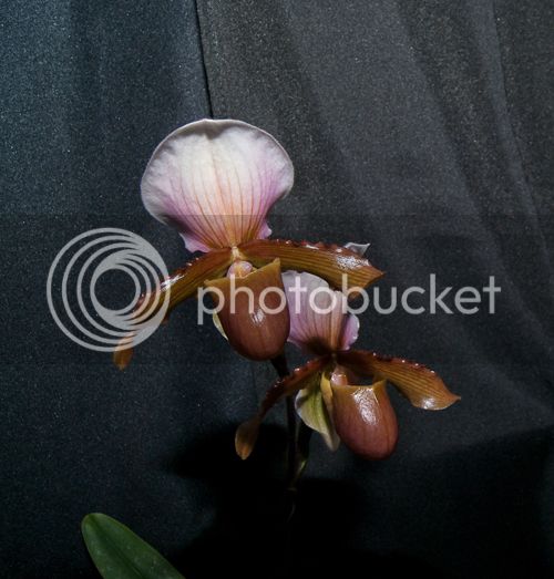 Paph_victoriamariaexcharlesworthii_500_zpsaae121ba.jpg