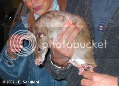 Gambian_pouched_rat.jpg