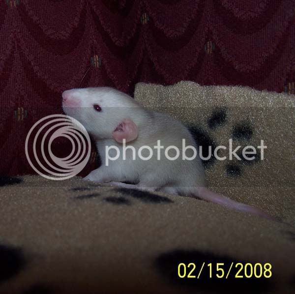 rats018-3.jpg