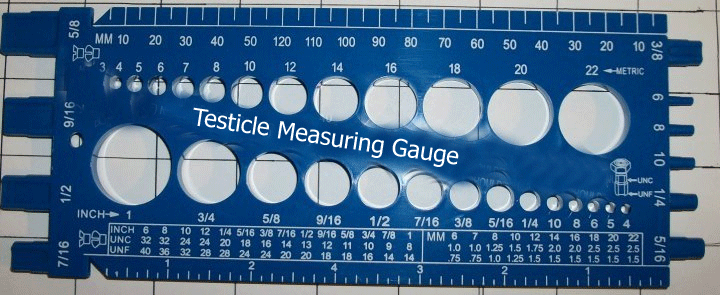 Testicle-measuring.gif