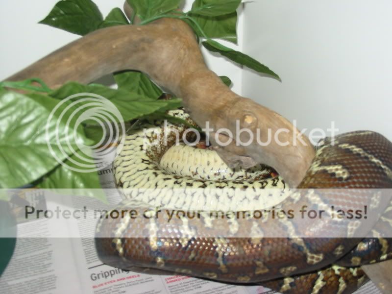 Snakes851.jpg