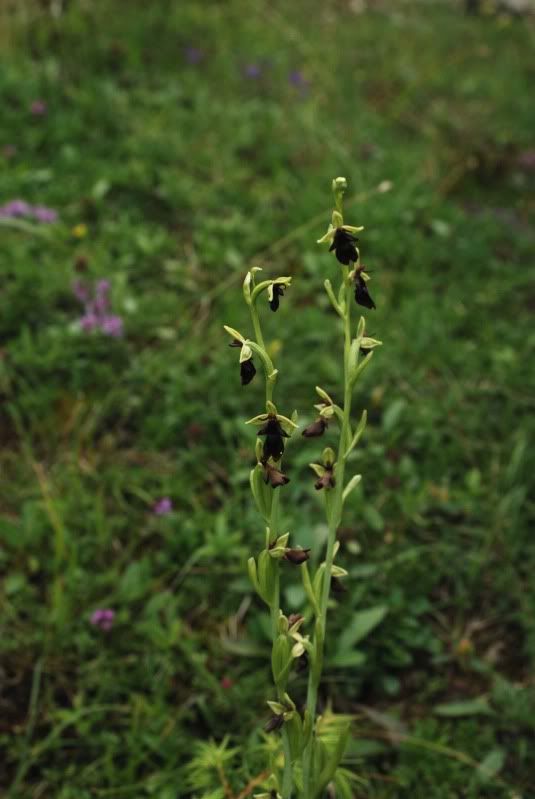 Ophrysinsectiferad2Weiensteinalm200.jpg