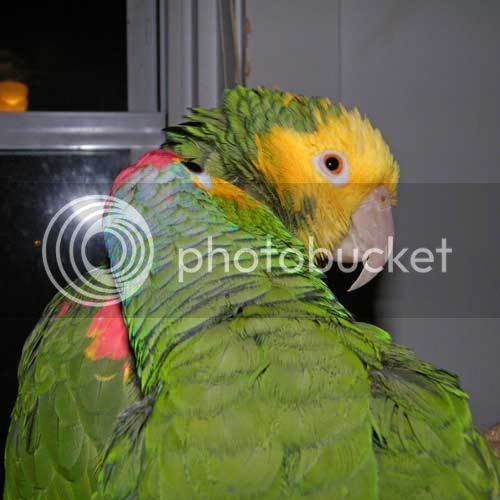 preening-close.jpg