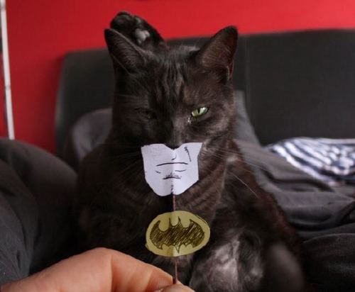 cat_batman_lrg.jpg