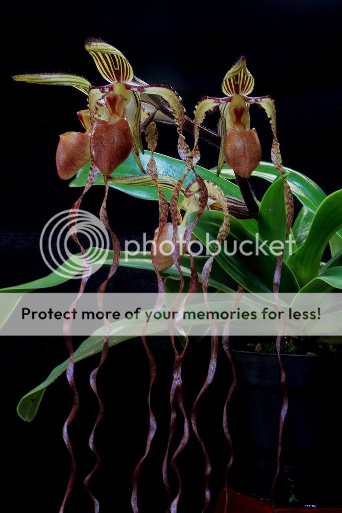 Paph%20sanderianum-2-3_zpssuvghav5.jpg