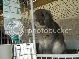 rabbitrypics016.jpg