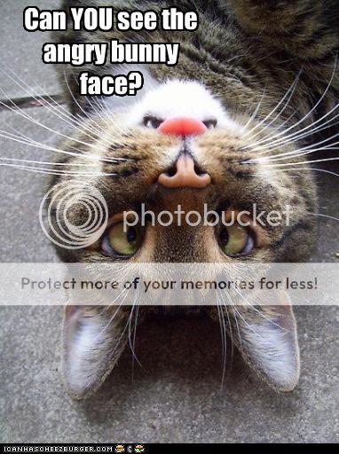 funny-pictures-cat-nose-looks-like-bunny_zpsd64a06a0.jpg