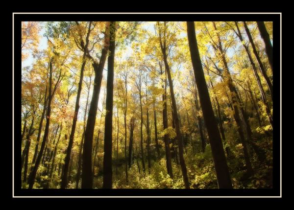 105_yellow_trees_trunks.jpg
