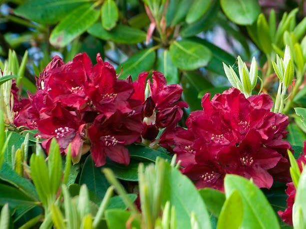 RhododendronHenrysRed_web-1.jpg