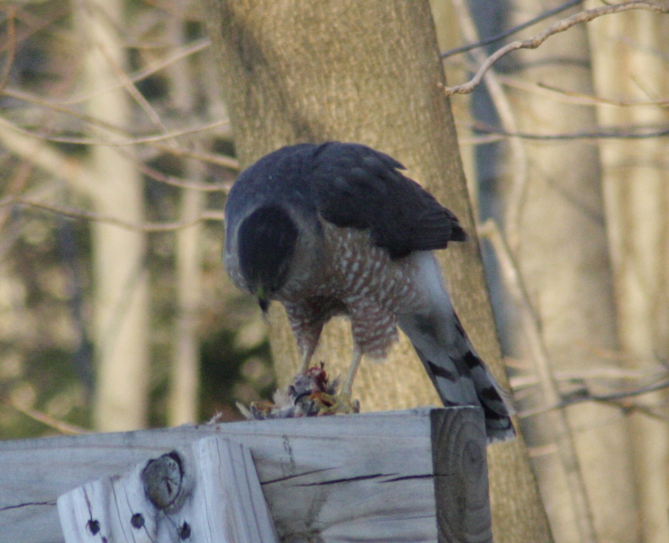 goshawk3.jpg