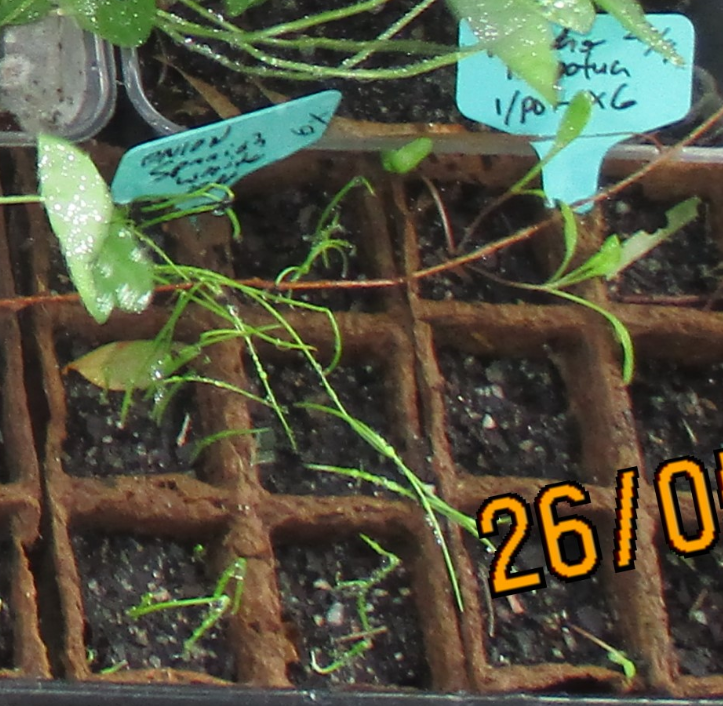 26may20-spanish-onion-perpetual-spinage-seedlings.png