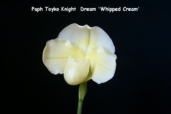 662PaphTokyoKnightDreamWhippedCream.jpg