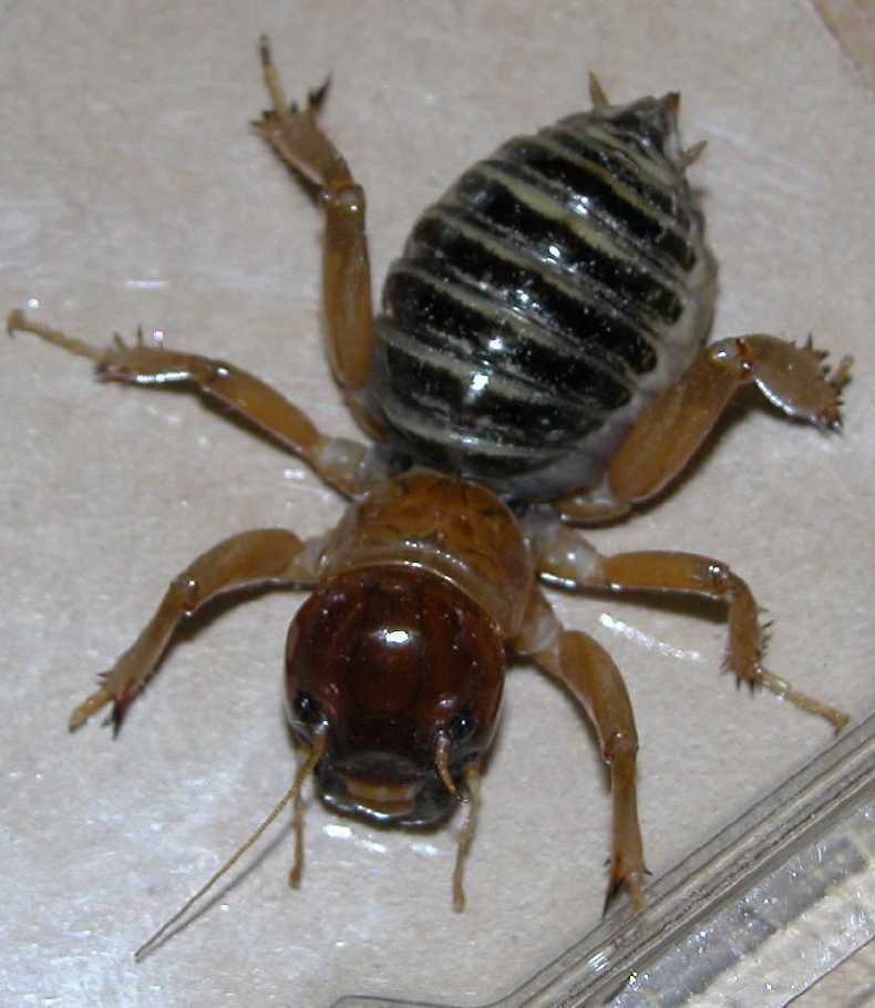 shinyPotatoBug.jpg