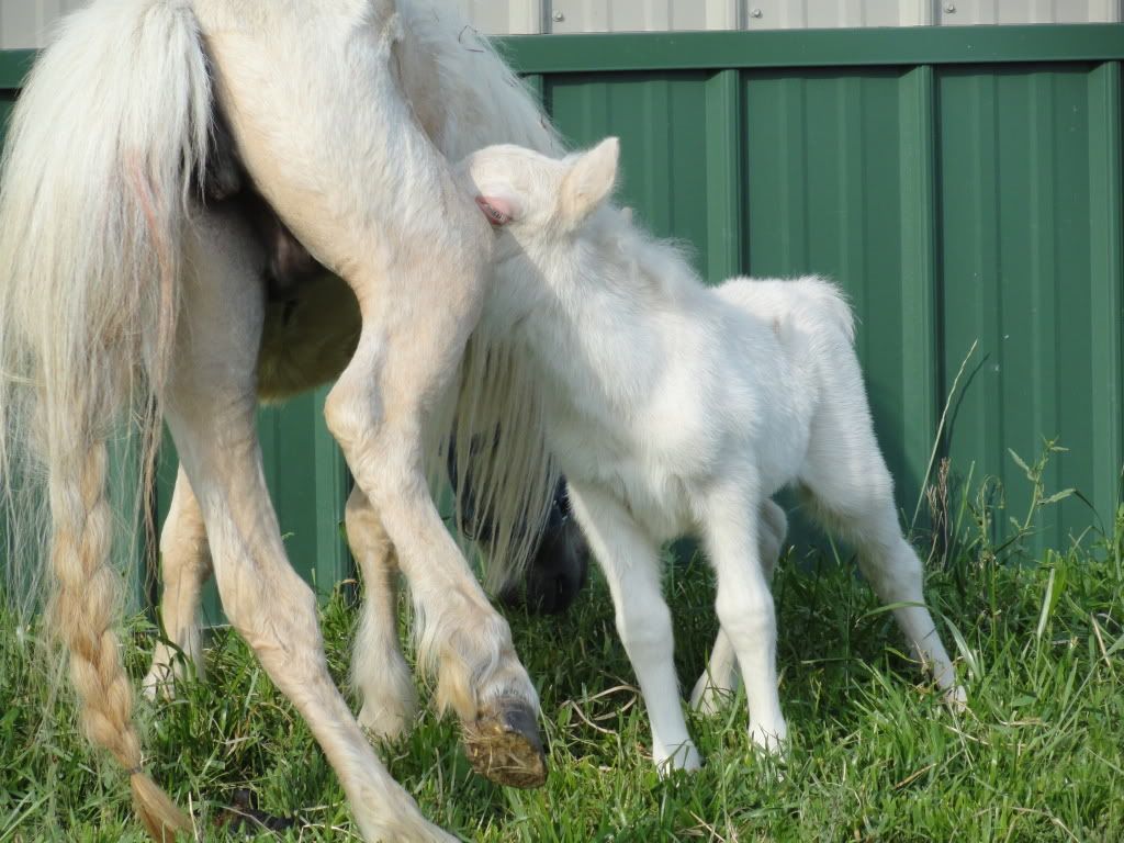 2011foalsnewestgoldiefun.jpg