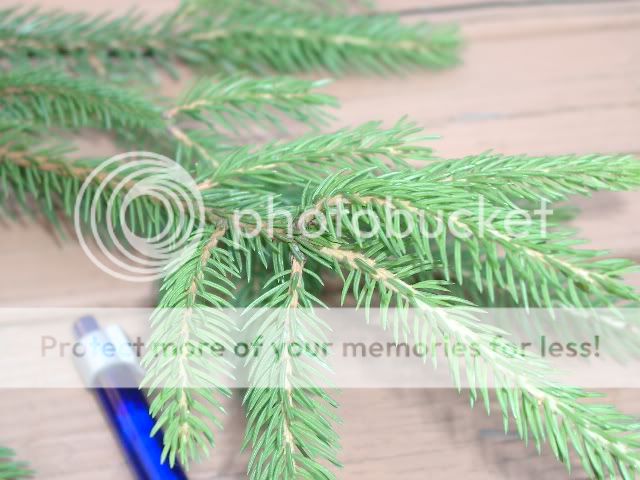 pinetree005.jpg