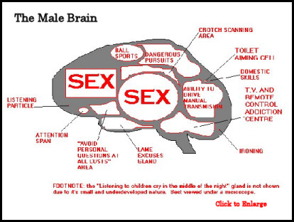 brain_male_sm.jpg