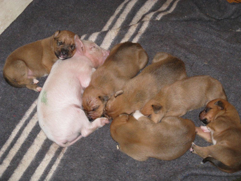 pigpups2smbb6.jpg