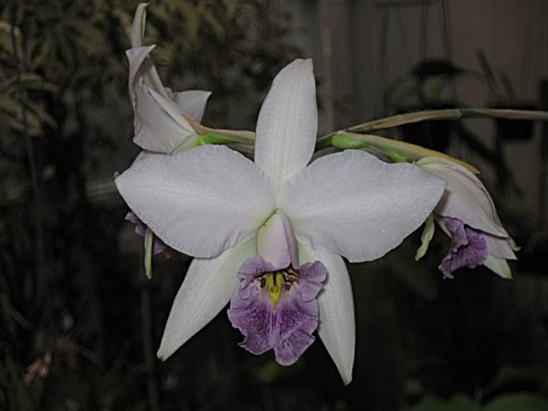 Laelia_anceps_vietchiana_003.jpg