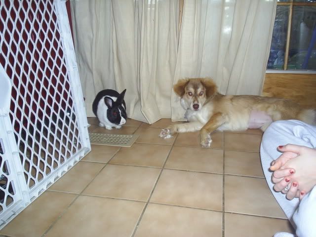 puppyandbunny002.jpg