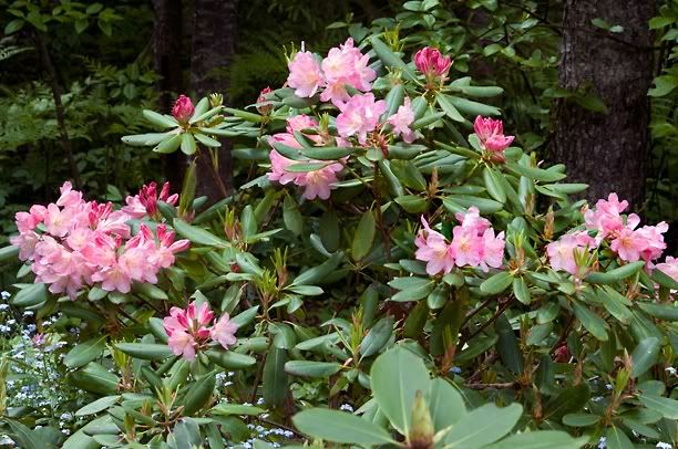 RhododendronBali2_web.jpg