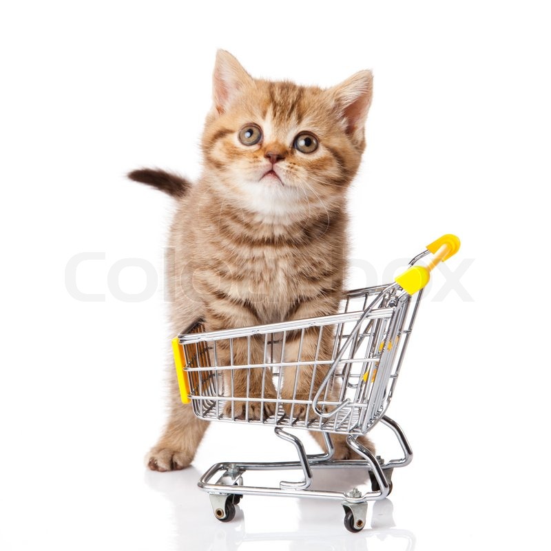 4596663-77497-british-cat-with-shopping-cart-isolated-on-white-kitten-osolated.jpg